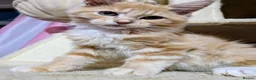 Maine Coon cats for sale: Mainecoon x Ragdoll kittens,read full description  - Advert 3