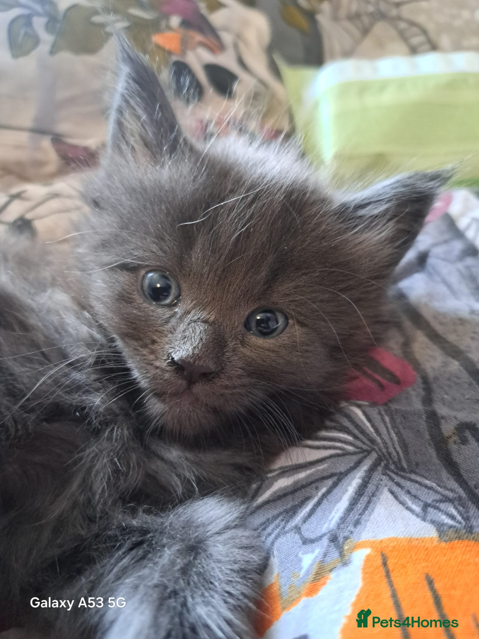 Maine Coon cats GCCF registered Blue  Maine coon litter  - Advert 16