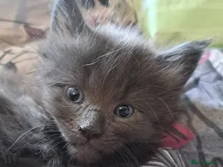 Maine Coon cats GCCF registered Blue Maine coon litter - Advert 16