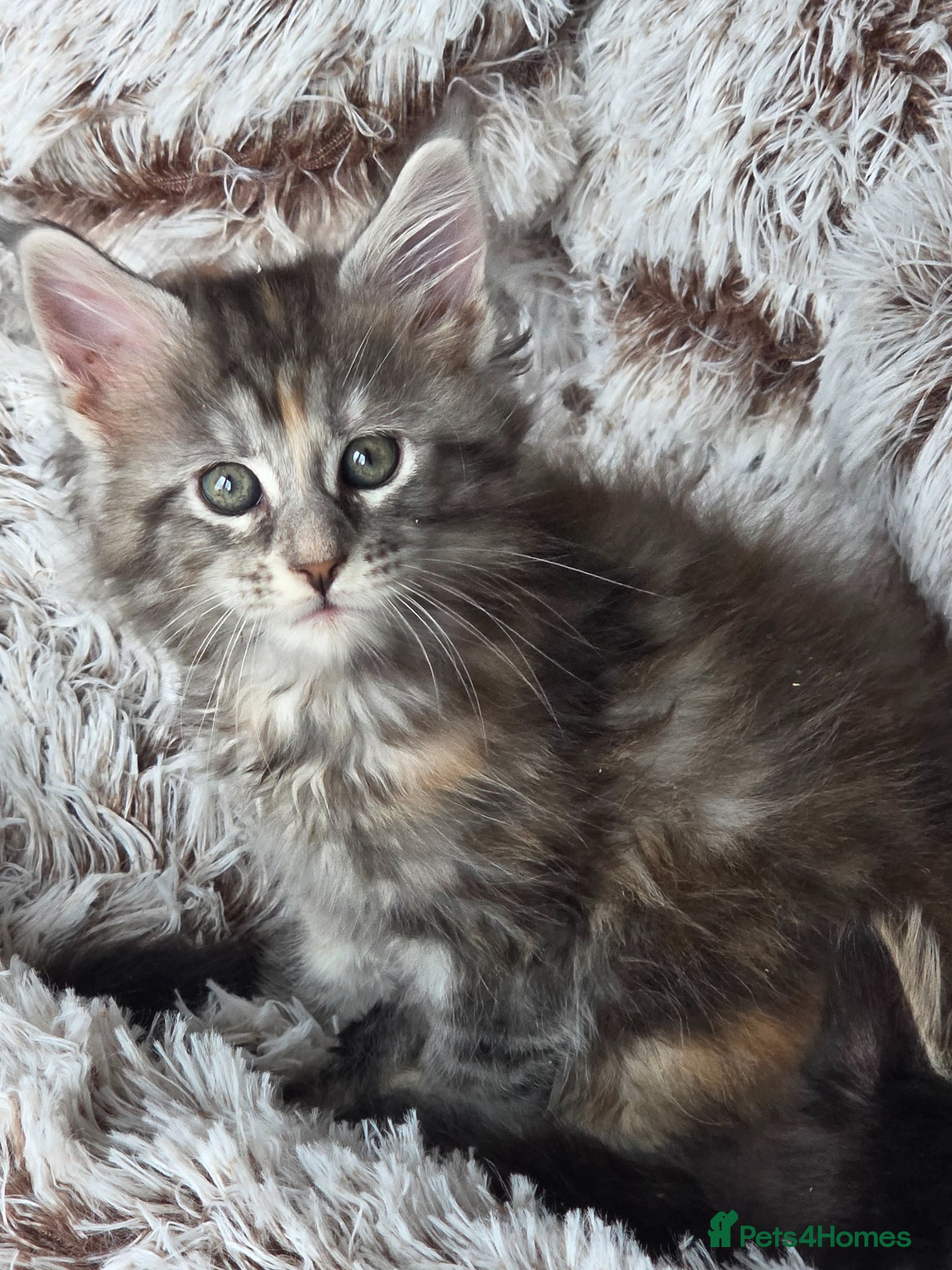 Maine Coon cats Maine coon kittens Ready Now - Advert 4