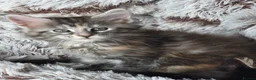 Maine Coon cats for sale: Maine coon kittens Ready Now - Advert 14