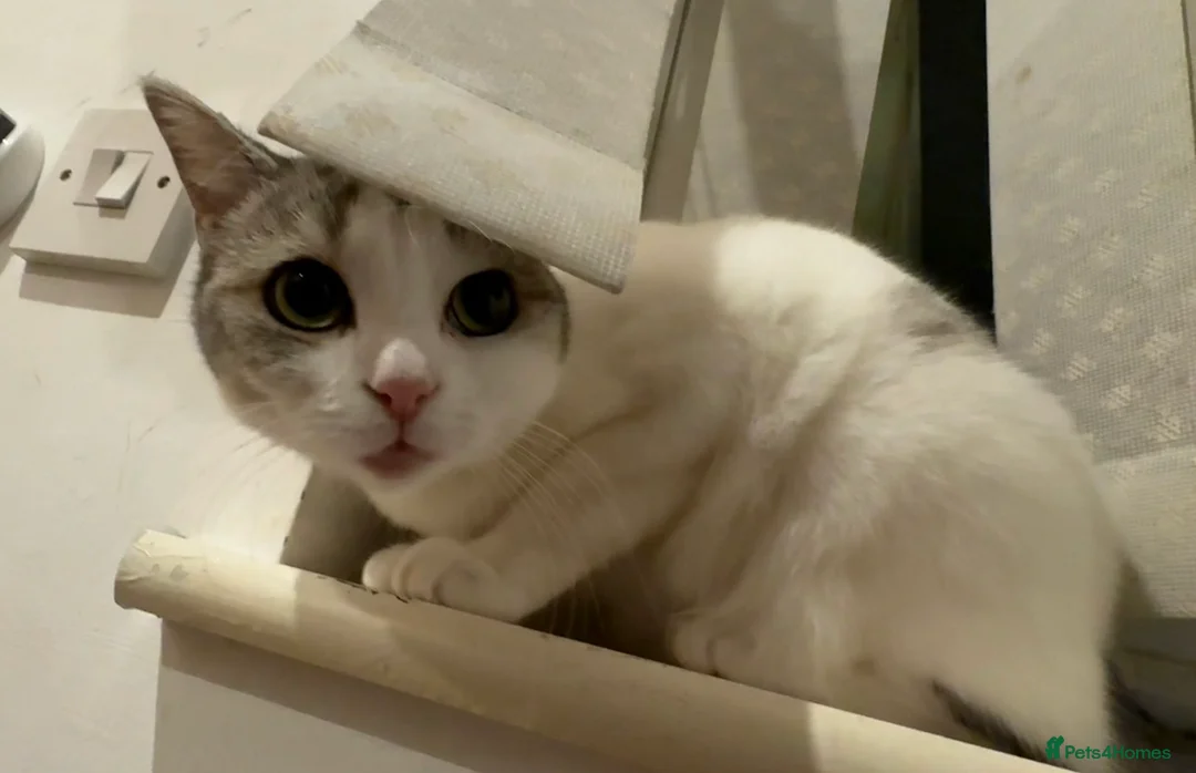 Mixed Breed cats for sale: 2 year old Scottish Straight X girl - Advert 6