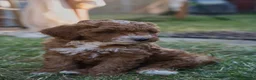Australian Labradoodle dogs for sale: F1 Cockapoo x Australian Labradoodle Pups 🐾 - Advert 30