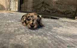 Cockapoo dogs for sale: 5 ⭐️ Cockapoo Puppies for 5 ⭐️ homes only - Image 39