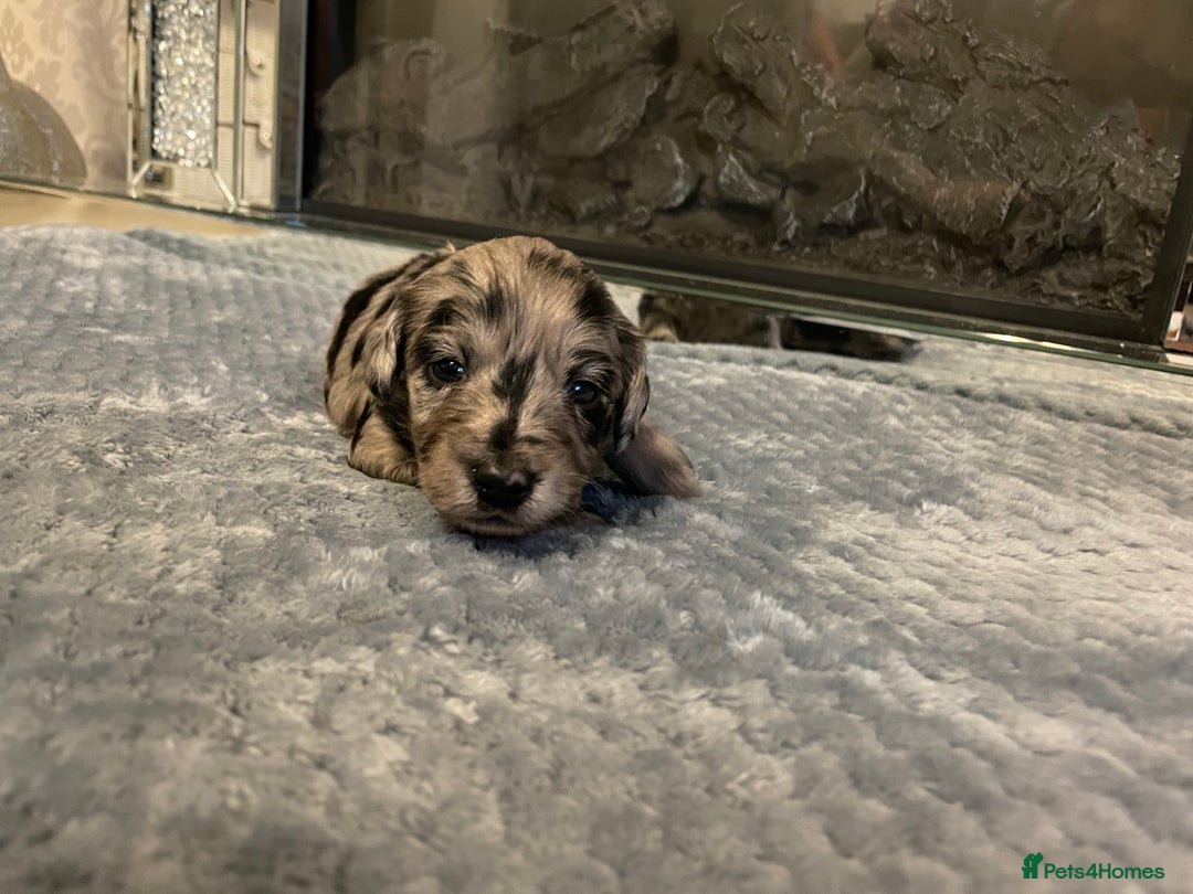 Cockapoo dogs for sale: 5 ⭐️ Cockapoo Puppies for 5 ⭐️ homes only - Image 39