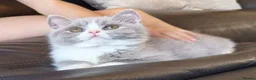 British Shorthair cats for sale: Gorgeous loving purr machines  - Advert 22