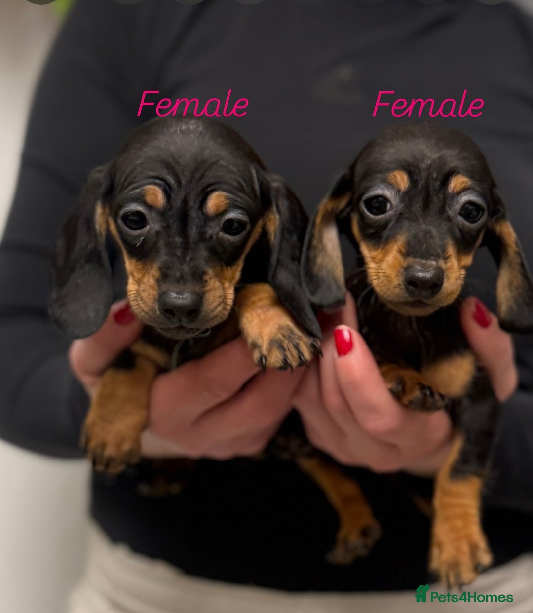 Miniature Dachshund dogs for sale: Miniature Dachshund  - Advert 4