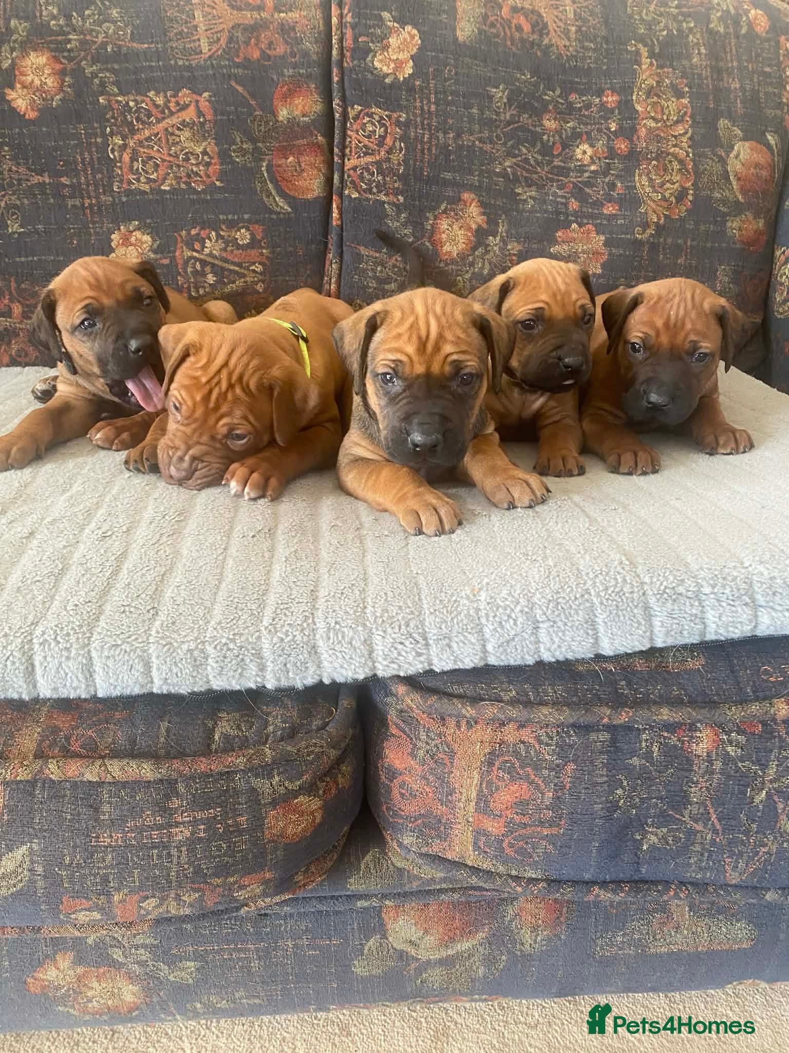 Rhodesian Ridgeback dogs KC reg Ridgeback puppies - Advert 1