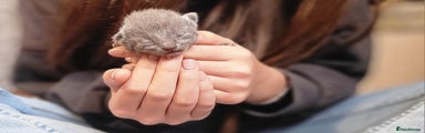 Russian Blue Kitten 2
