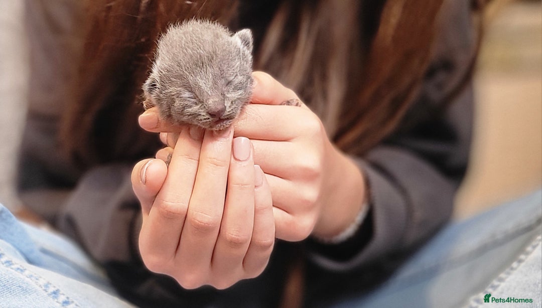 Russian Blue cats for sale: Pure Russian Blue kittens for sale  - Advert 9