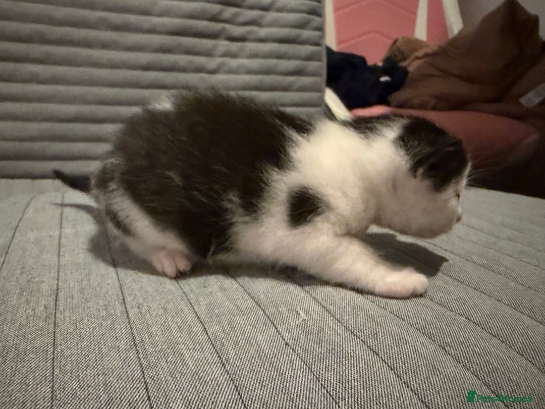Domestic Shorthair cats for sale: White and black male kitten - Advert 5