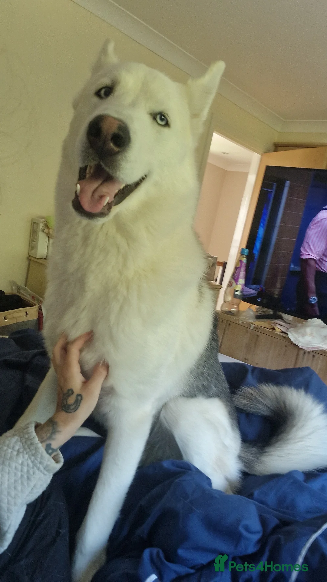 Mixed Breed dogs for sale: Mum and son up for adoption  in Haywards Heath - Advert 2