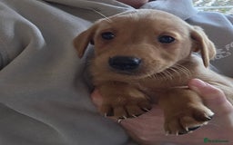 Labrador Retriever dogs for sale: Labrador puppies - Image 7