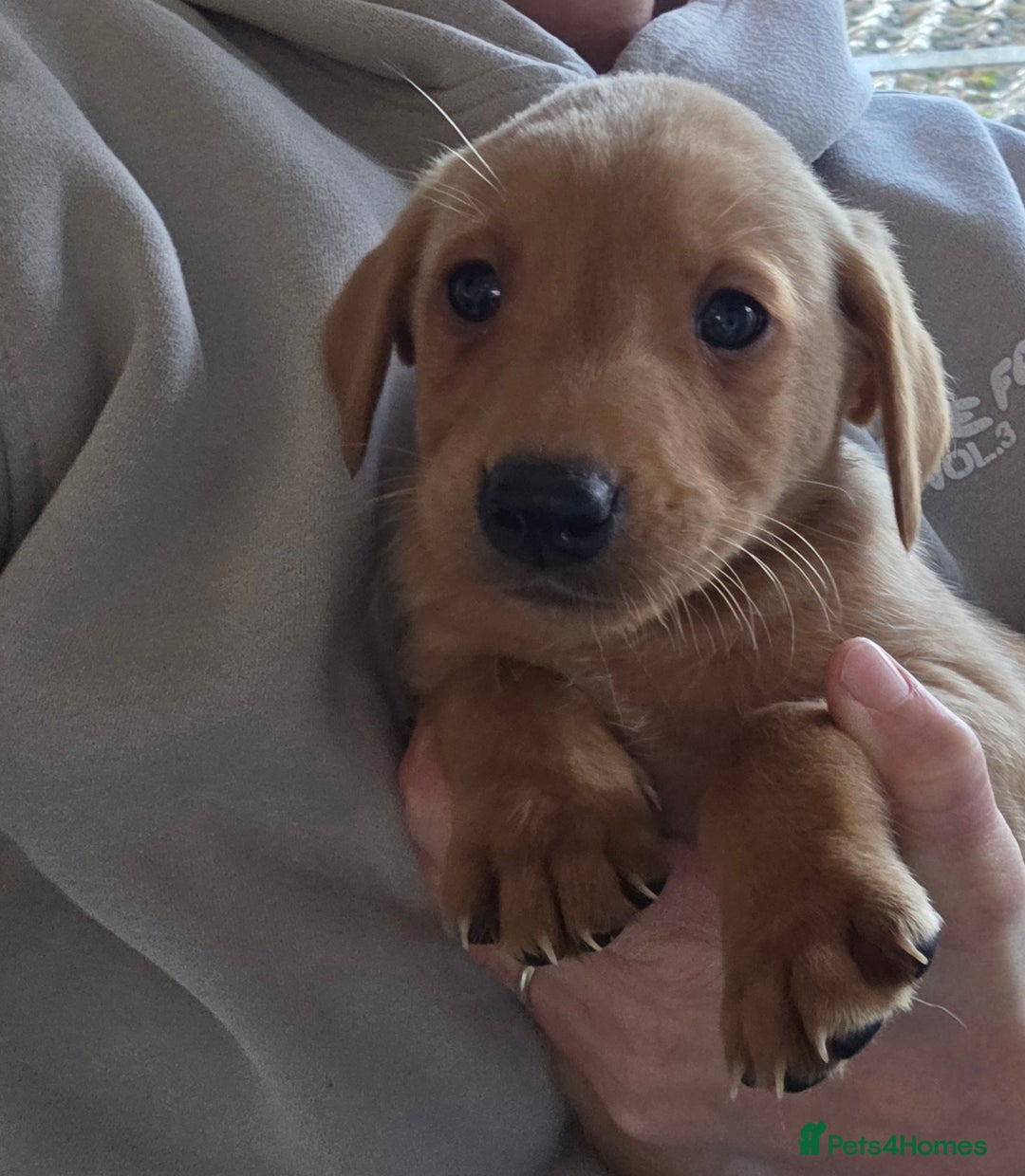 Labrador Retriever dogs for sale: Labrador puppies - Image 7