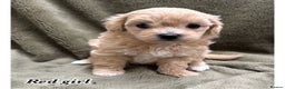 Maltipoo dogs for sale: Biscuit coloured maltipoo puppies - Advert 6