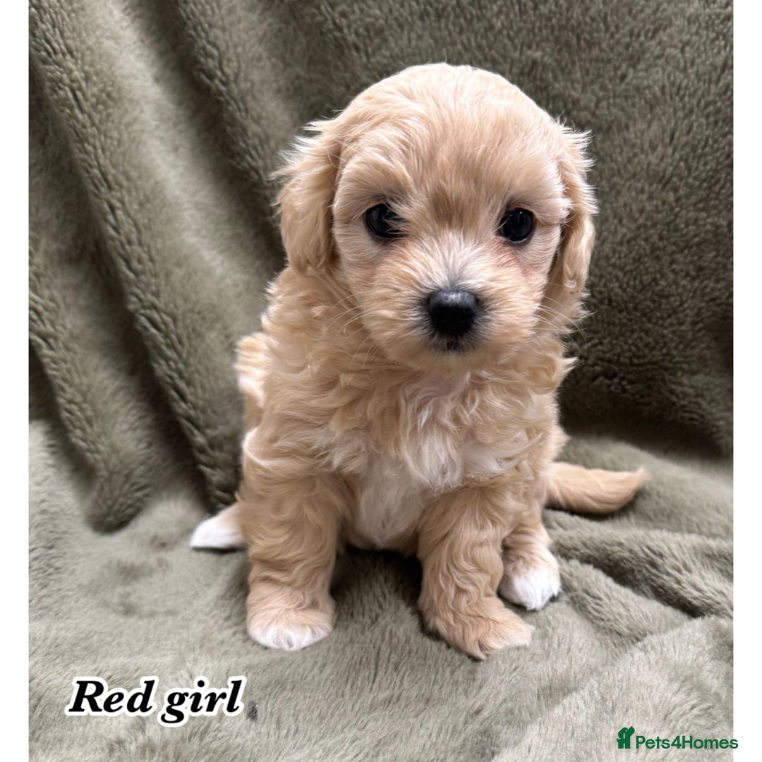 Maltipoo dogs for sale: Biscuit coloured maltipoo puppies - Advert 6