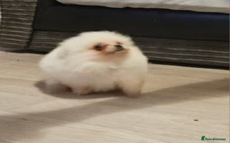 Pomeranian dogs for sale: Pomeranian puppies, 8 wks, white. - Image 3