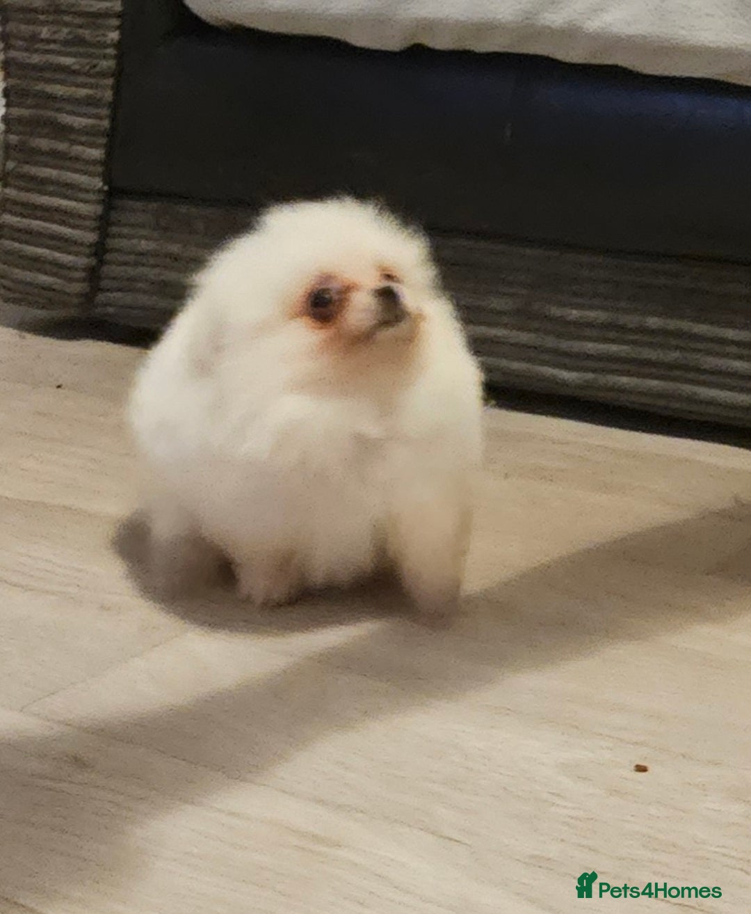 Pomeranian dogs for sale: Pomeranian puppies, 8 wks, white. - Image 3