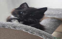 Mixed Breed cats for sale: Cute kittens  - Image 9