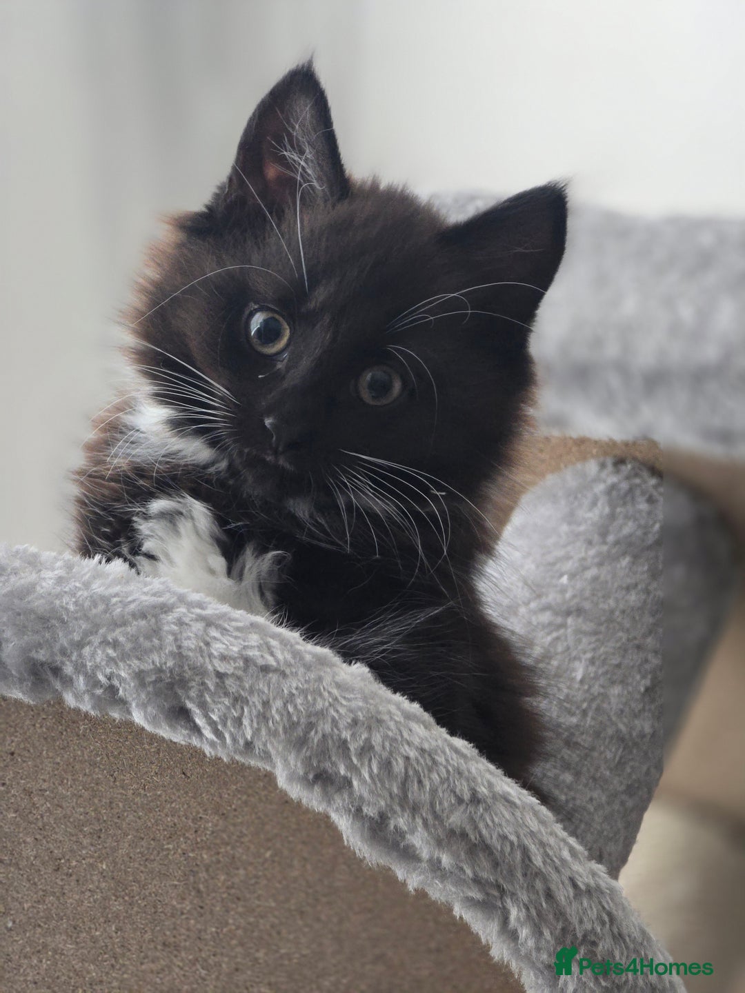 Mixed Breed cats for sale: Cute kittens  - Image 9