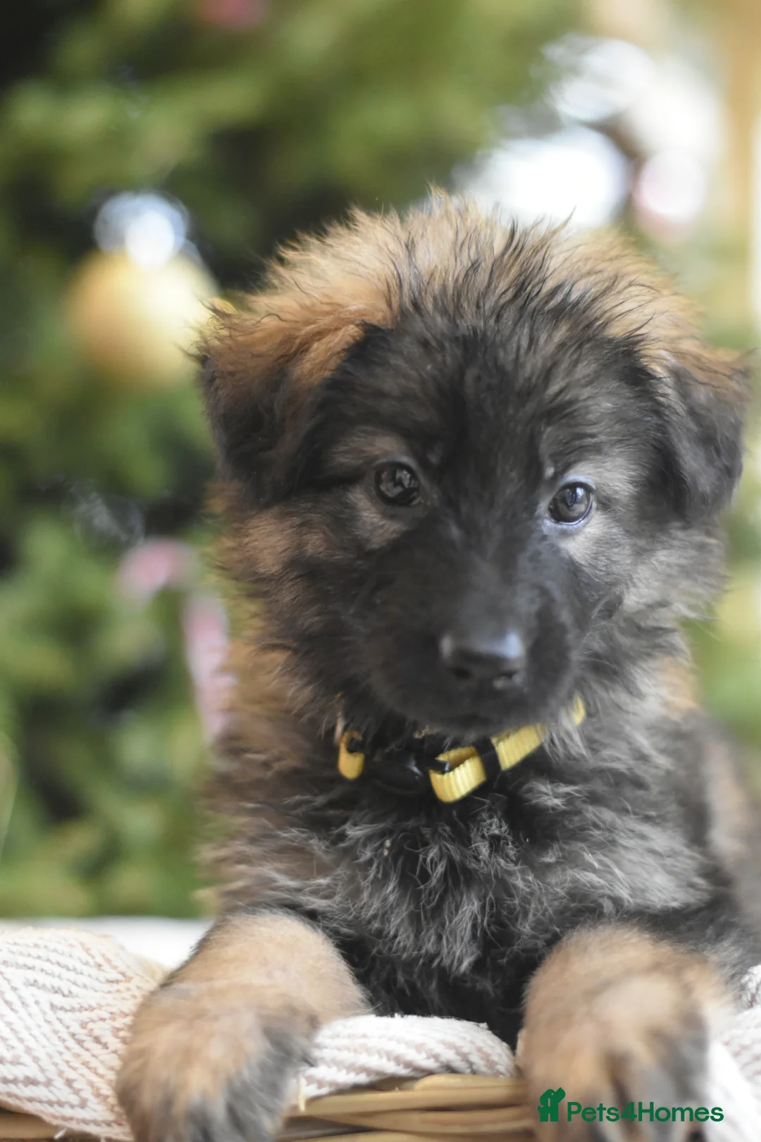 German Shepherd dogs for sale: KC registered 5 generation long coated GSD puppies - Advert 5