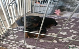 Dachshund dogs for sale: Dachshund puppies for sale - Image 3