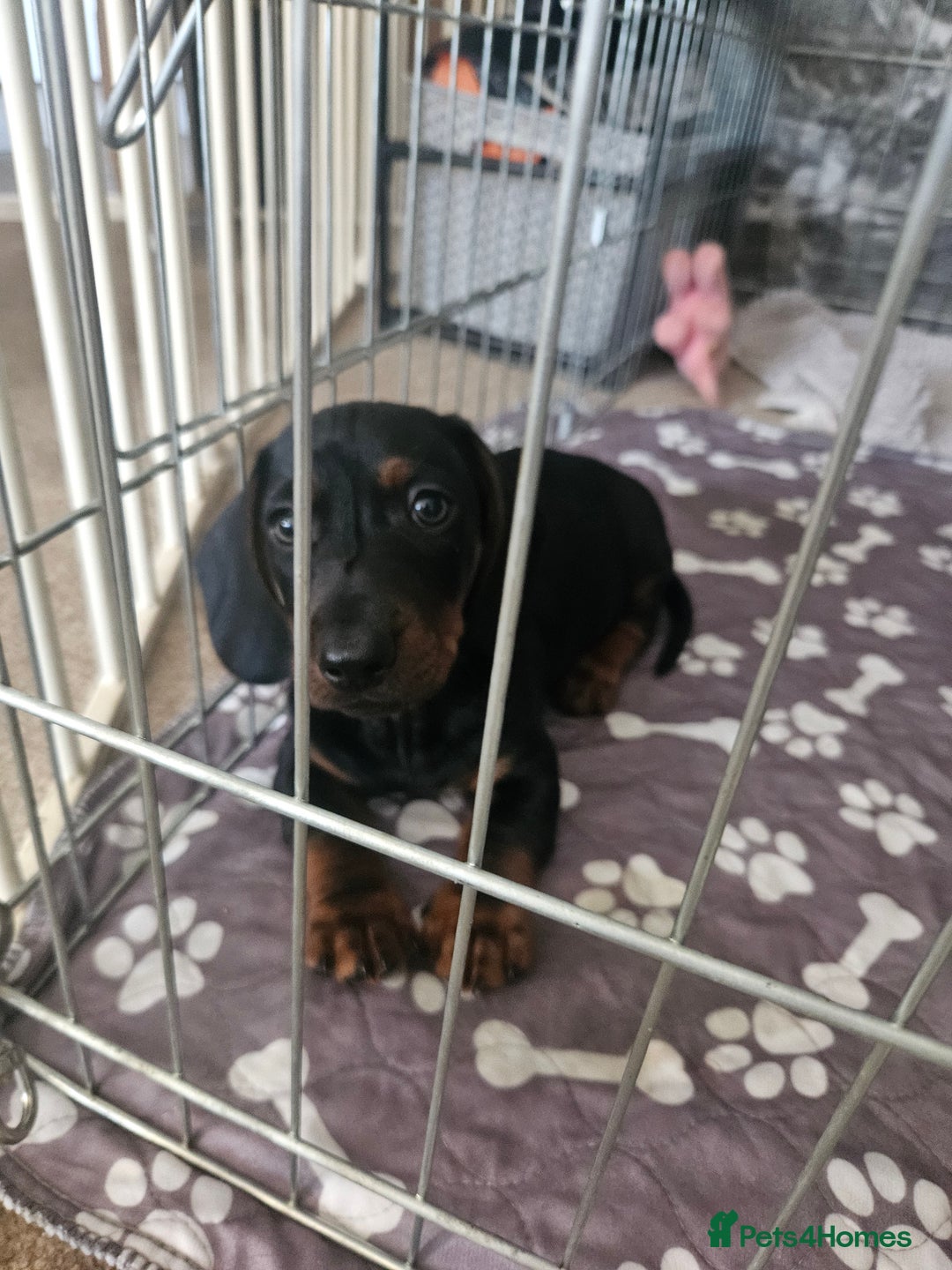 Dachshund dogs for sale: Dachshund puppies for sale - Image 3
