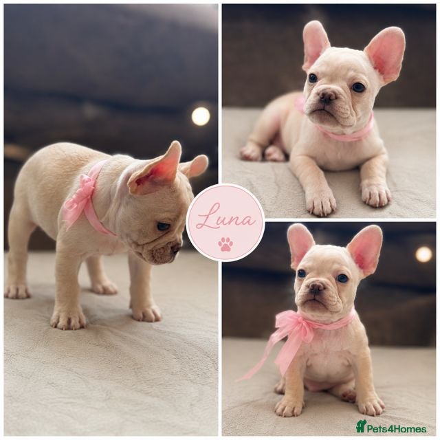French Bulldog dogs READY NOW! Beautiful KC Reg French Bulldog Pups - Advert 17