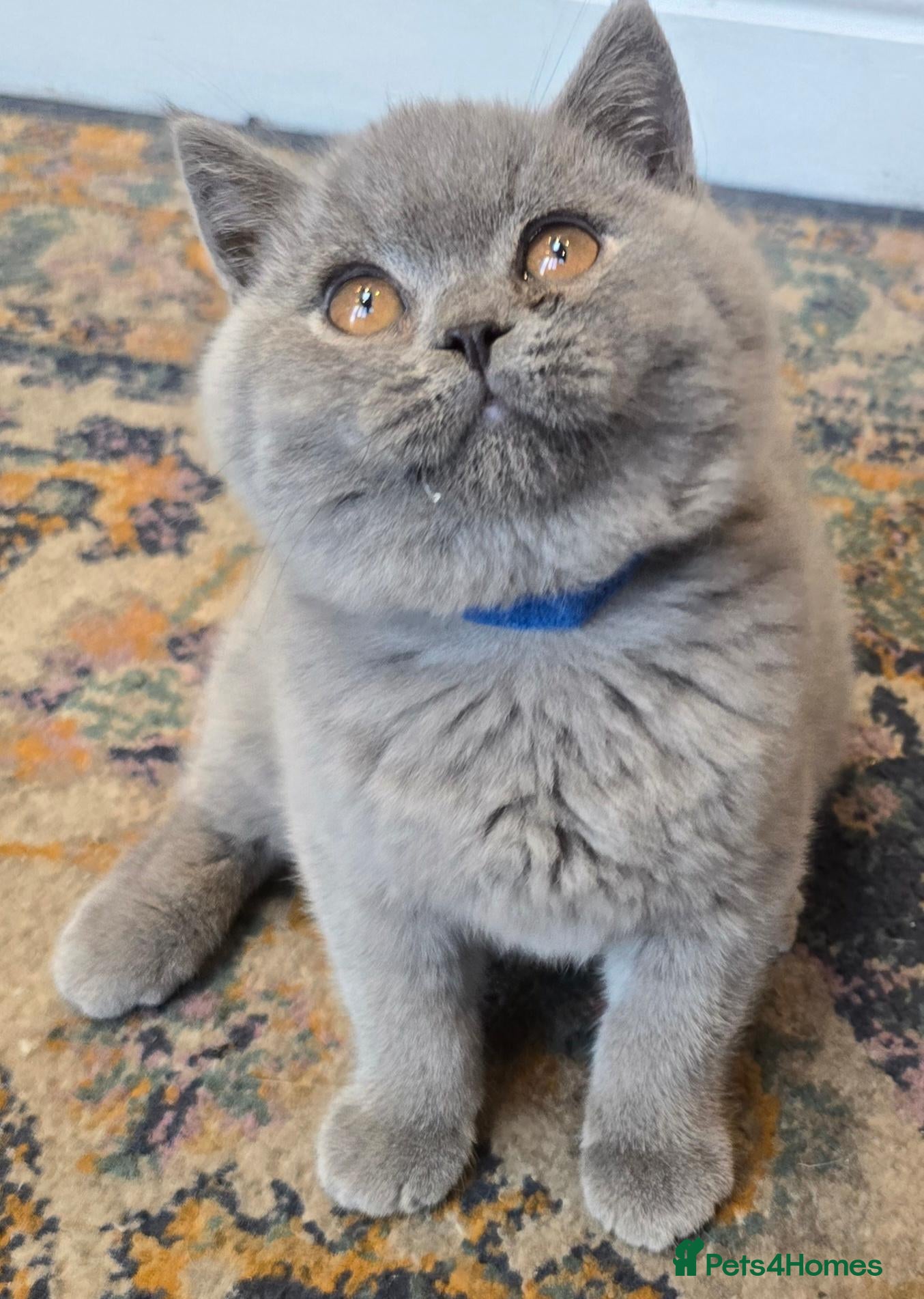 British Shorthair cats Stunning Teddy Bear British Short Hair Kittens - Advert 2