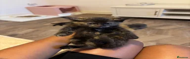 Tortie girl 1 short haired normal legs 