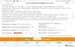 Mixed Breed dogs for sale: American cocker spaniel x american bulldog a.i - Advert 6