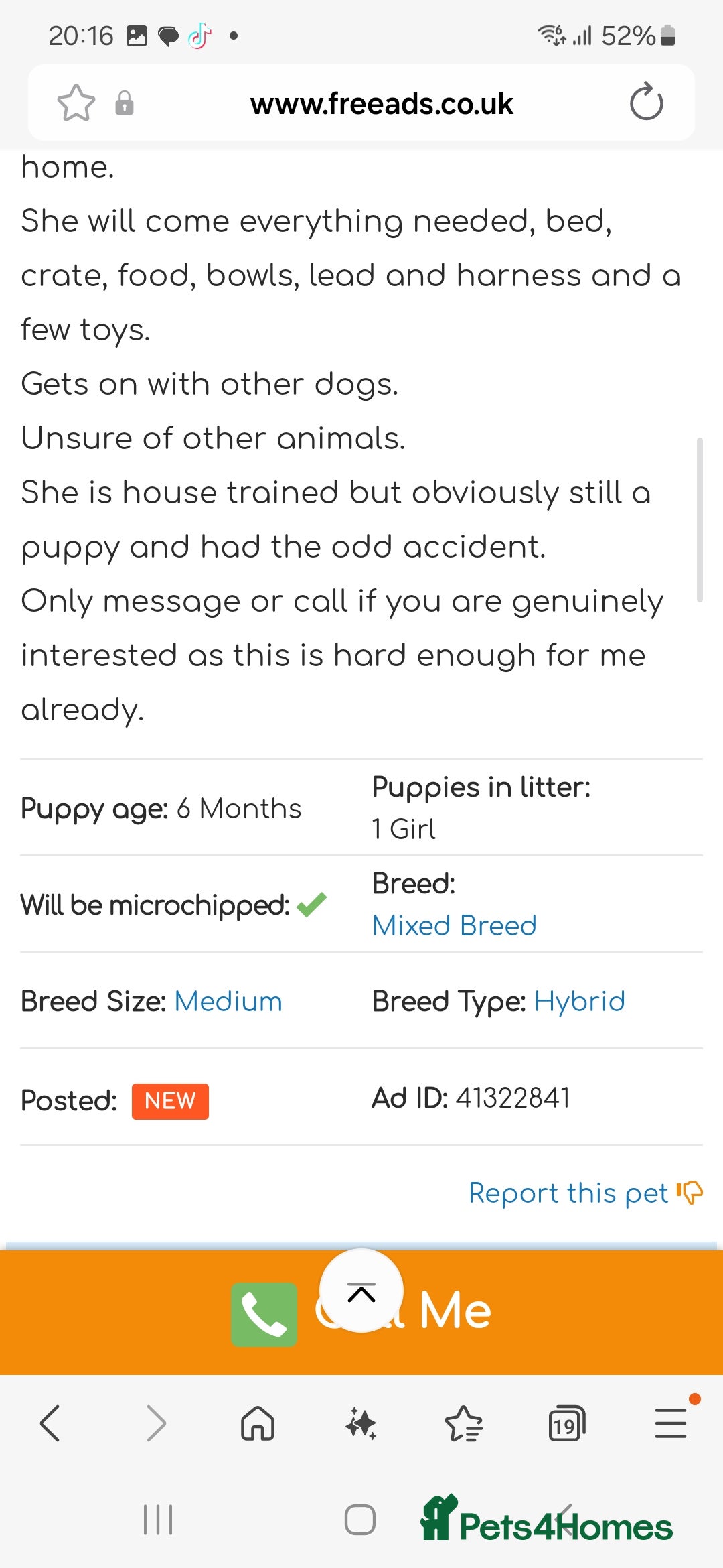 Mixed Breed dogs for sale: American cocker spaniel x american bulldog a.i - Advert 6
