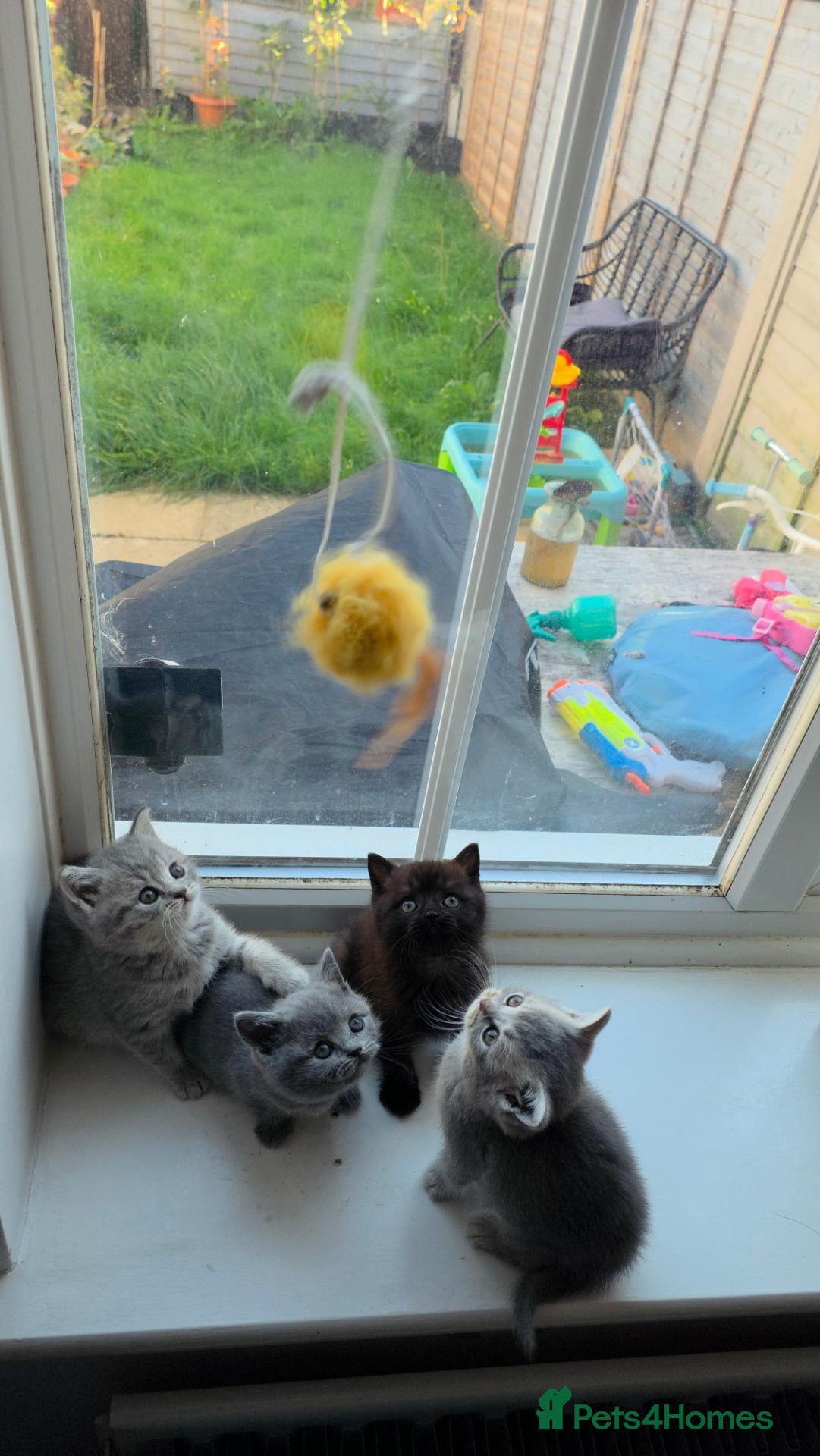 British Shorthair cats British Shorthair kittens - Advert 1