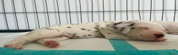 Dalmatian dogs for sale: Exceptional KC Liver Spotted Dalmatian Puppies - Advert 10