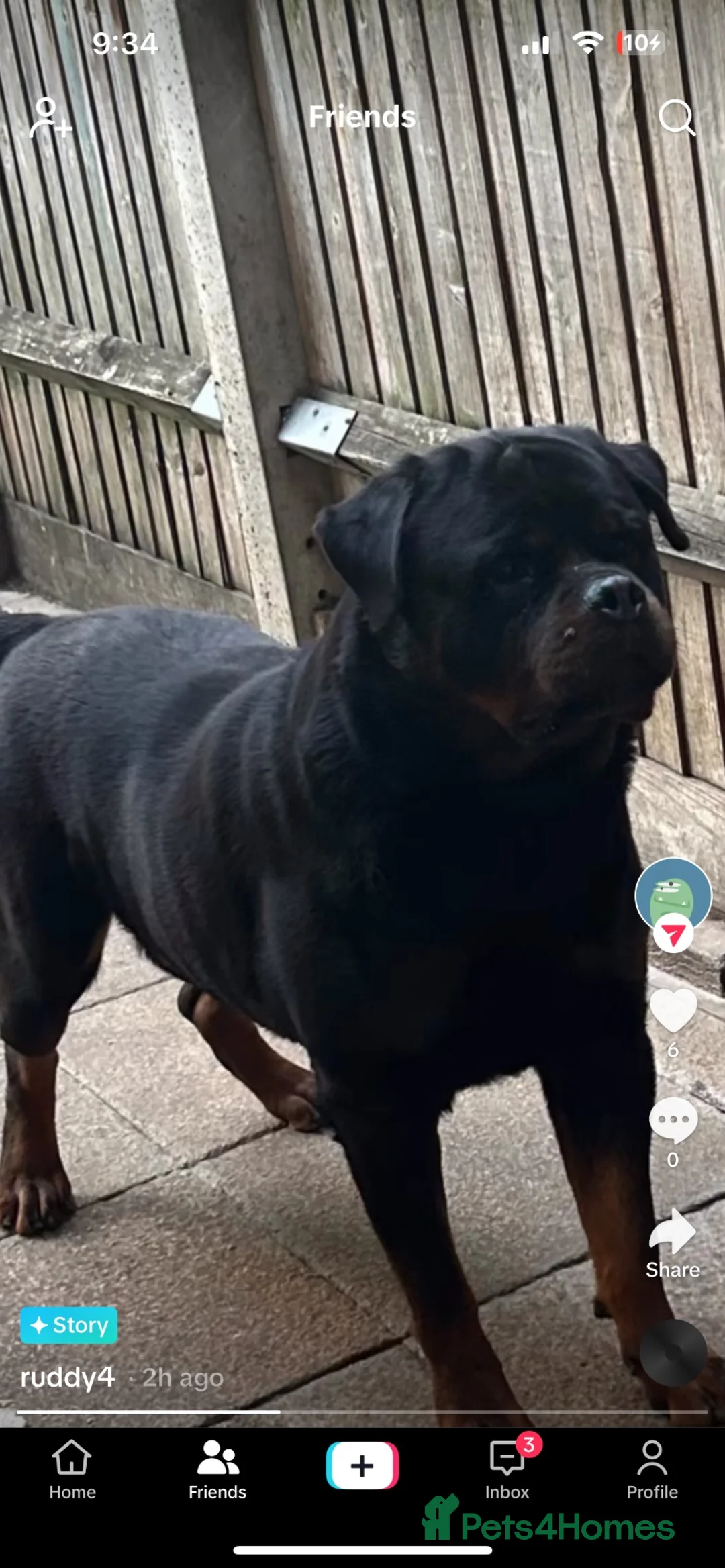 Rottweiler dogs for sale: Full KC Pedigree Rottweilers - Advert 14