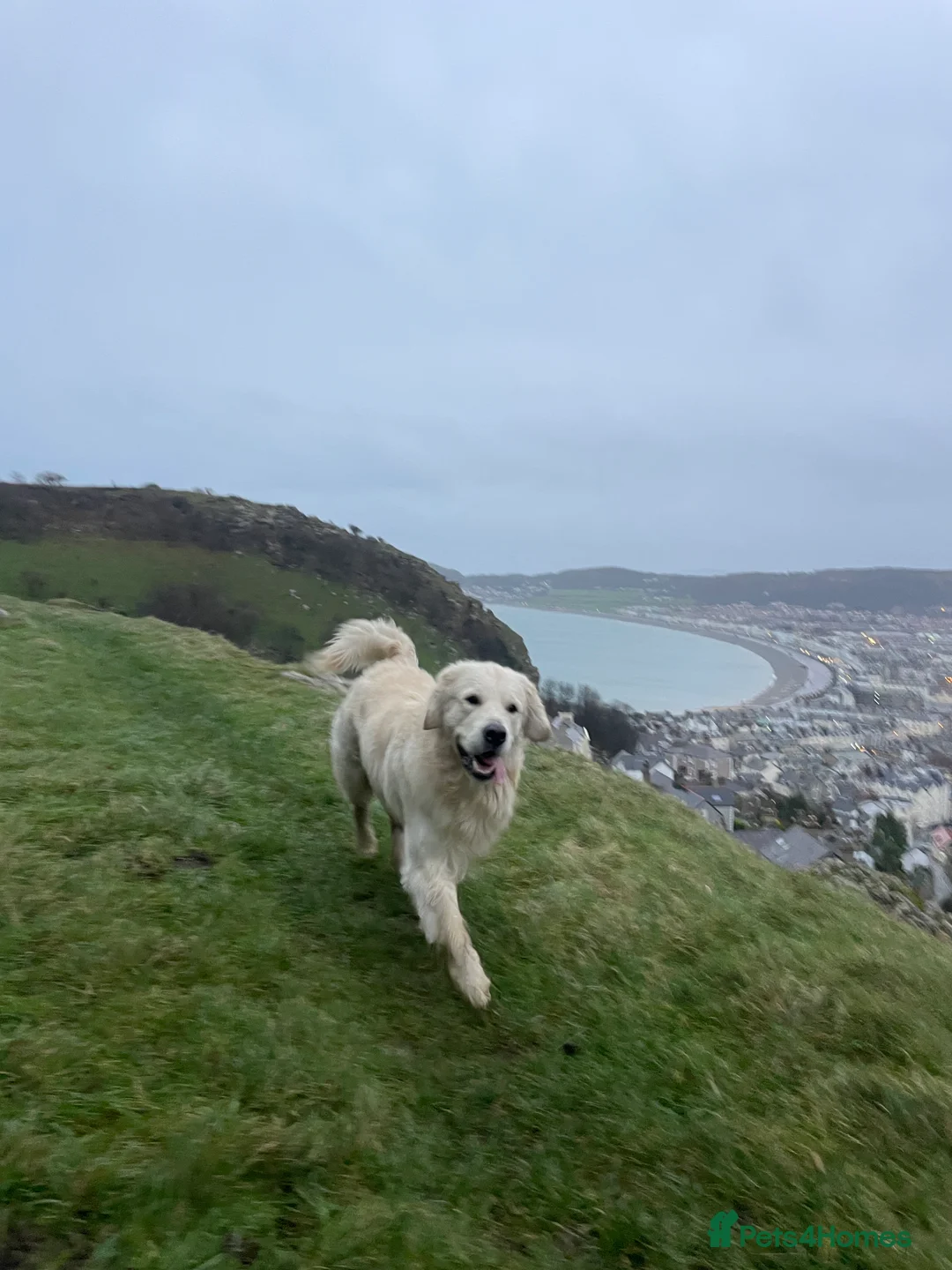 Golden Retriever dogs for stud: Cream Golden Retriever Stud in Beverley - Advert 17
