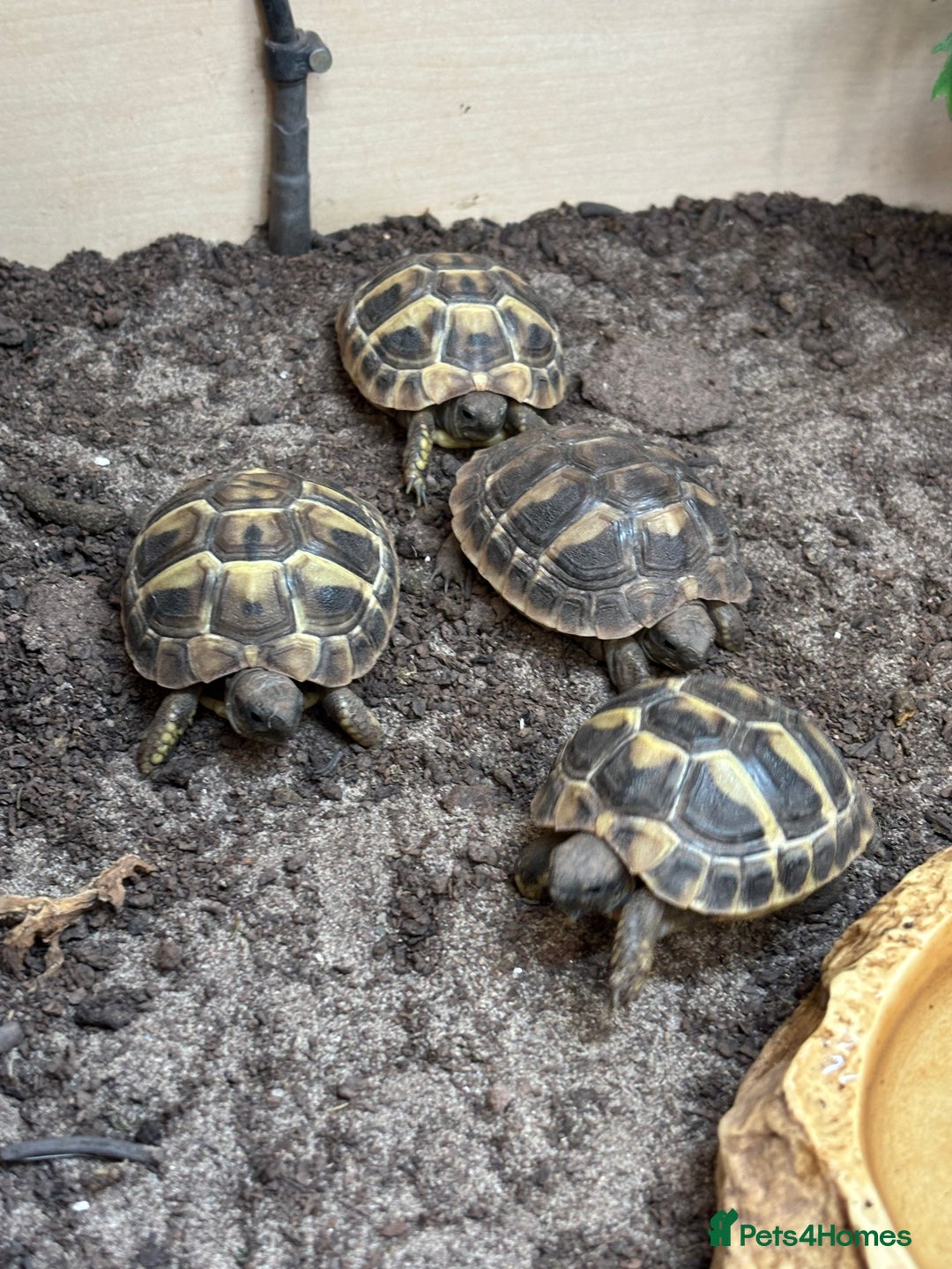 Tortoise reptiles for sale: Sulcata and Hermann Hatchlings  - Advert 10