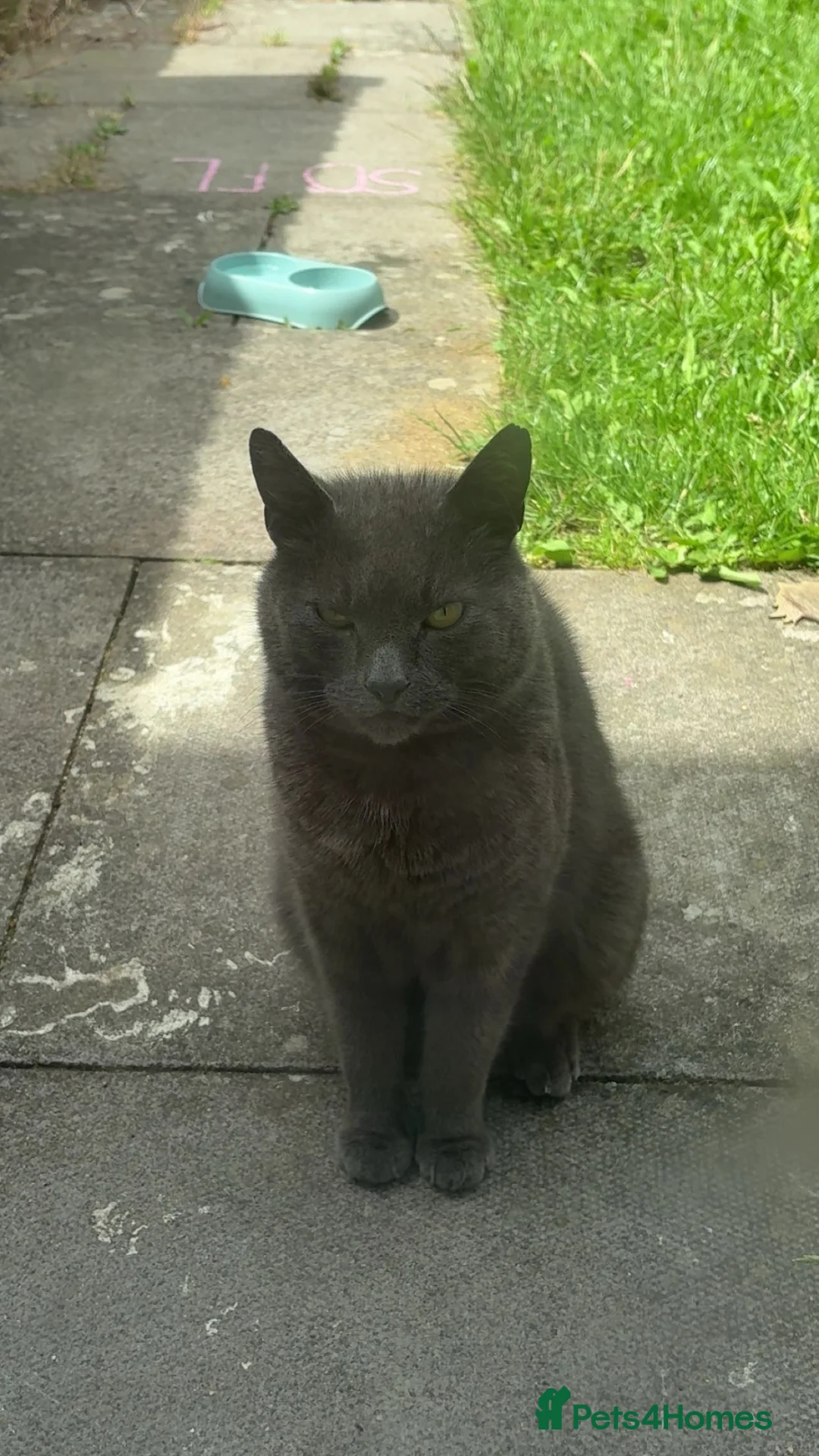 British Shorthair cats for sale: Blue cat - Advert 1