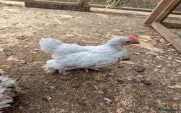 Chickens poultry for sale: FREE - Pure colour pekin bantam cockerels - Image 10