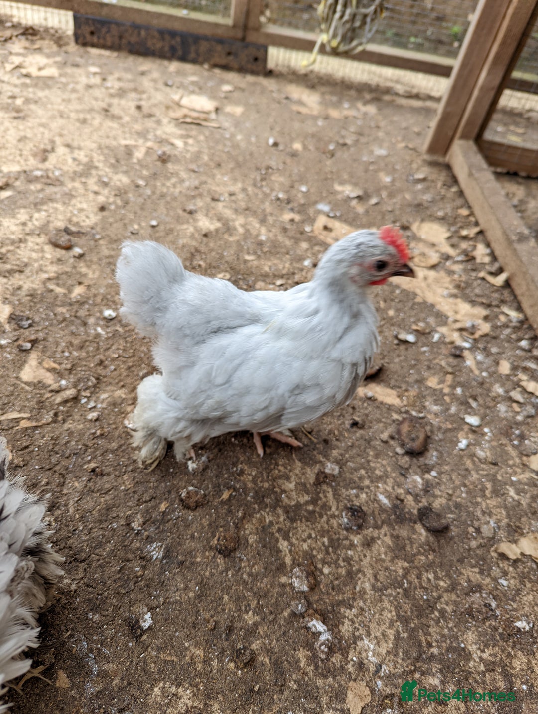 Chickens poultry for sale: FREE - Pure colour pekin bantam cockerels - Image 10