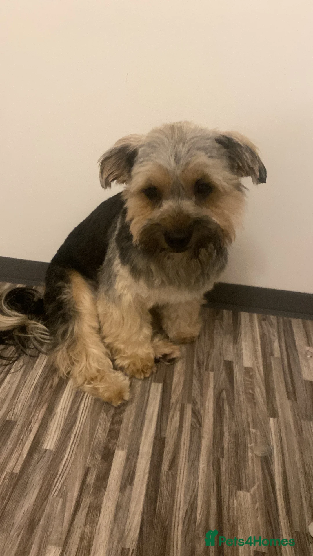 Shorkie dogs for sale: SHORKIES ❤️🥰 in Birmingham - Advert 14