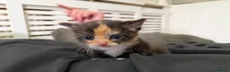 Mixed Breed cats for sale: BEAUTIFUL TORTISHELL KITTEN AND MORE - Advert 3