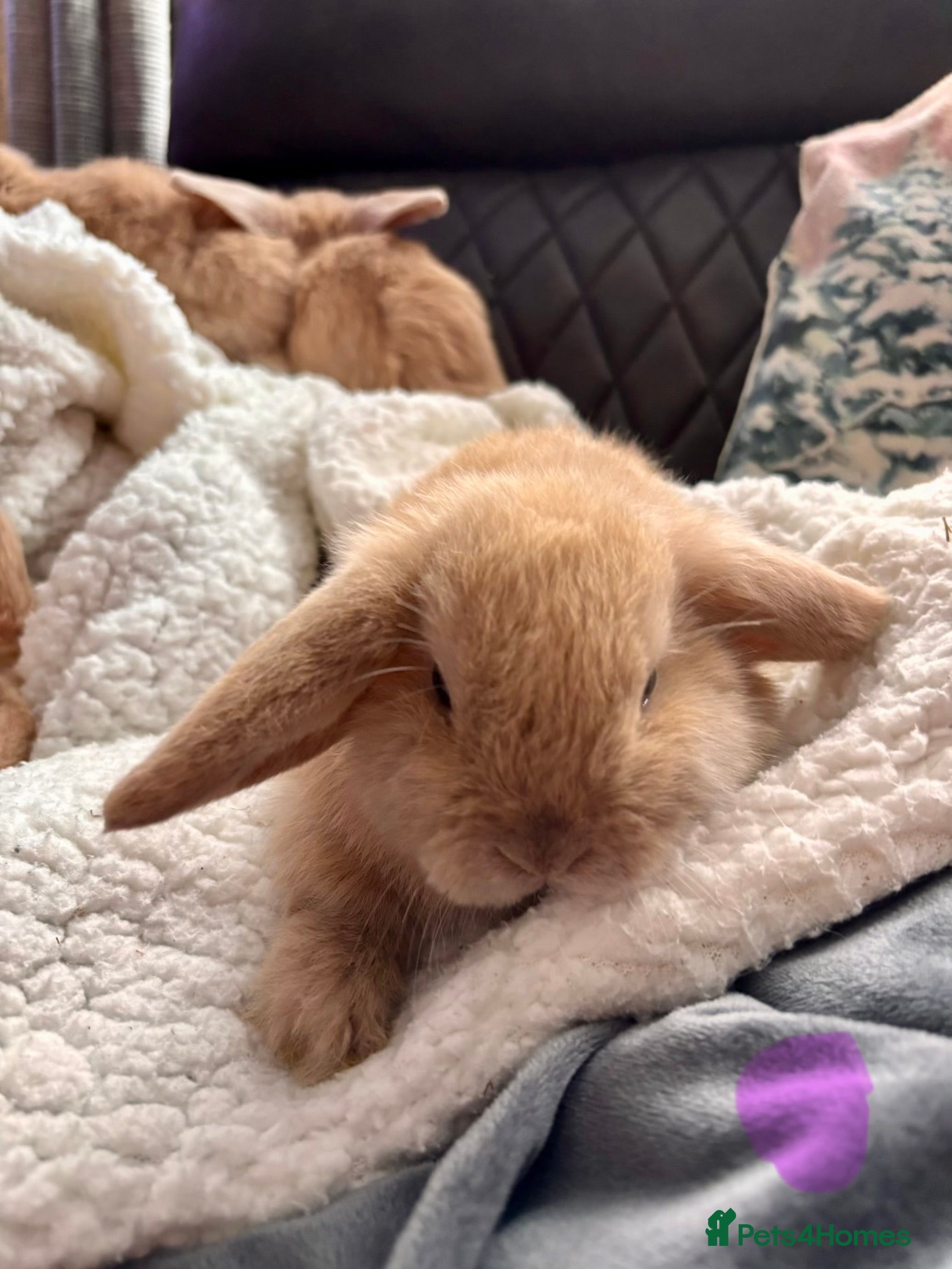 Mini Lop rabbits purebred Mini Lops ONLY ONE BOY LEFT  - Advert 10