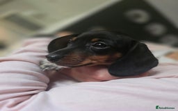 Dachshund dogs for sale: KC Registered Shorthaired dachshunds  - Image 22