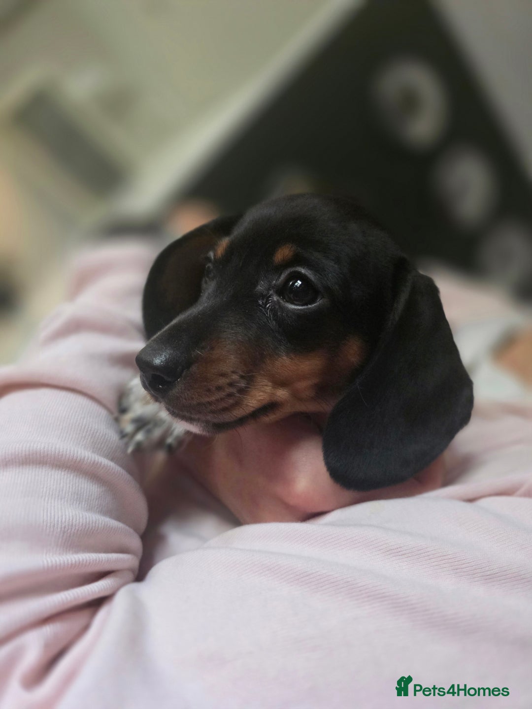 Dachshund dogs for sale: KC Registered Shorthaired dachshunds  - Image 22