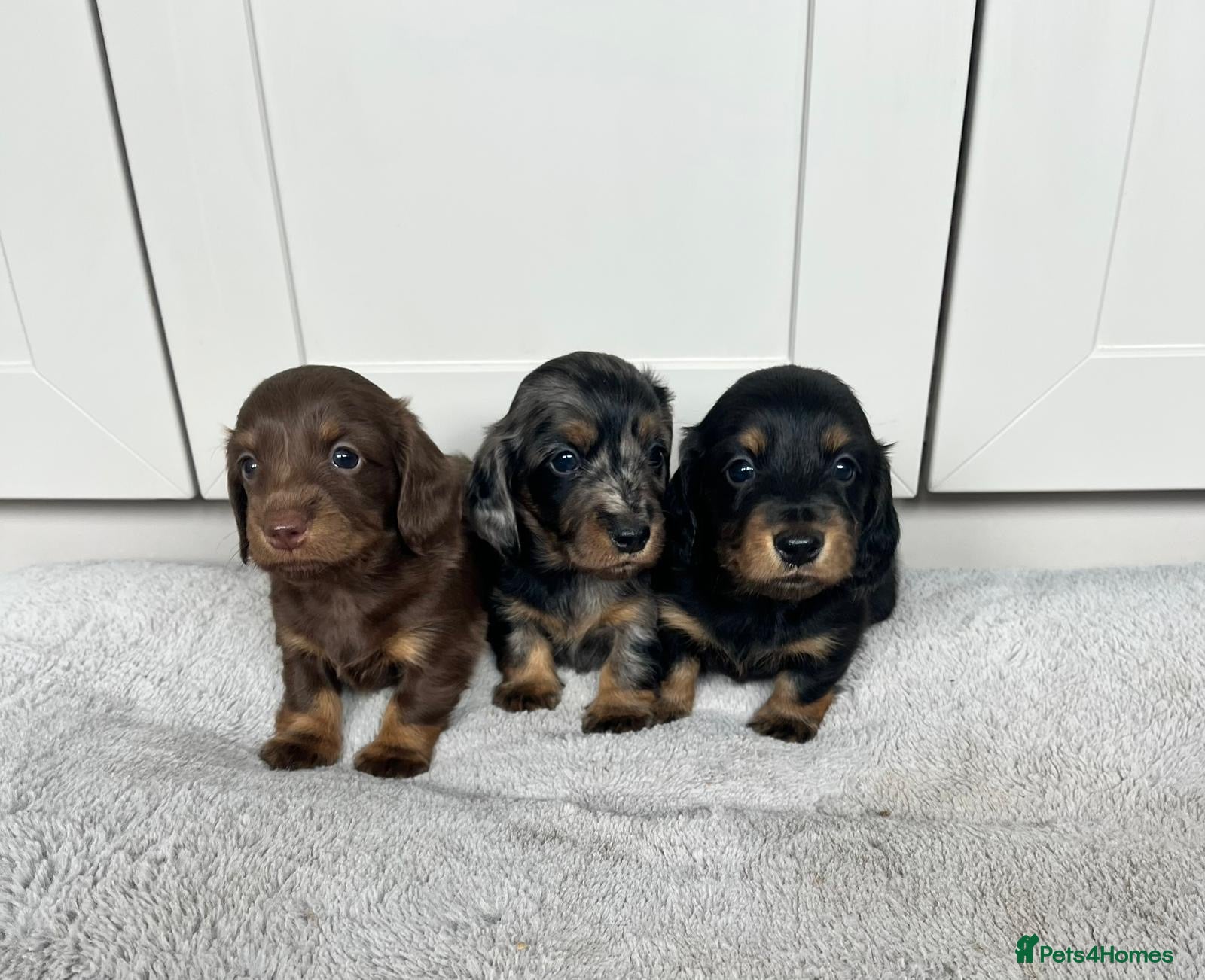 Miniature Dachshund dogs Stunning longhair miniature dachshunds - Advert 17
