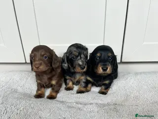 Miniature Dachshund dogs Stunning longhair miniature dachshunds - Advert 17