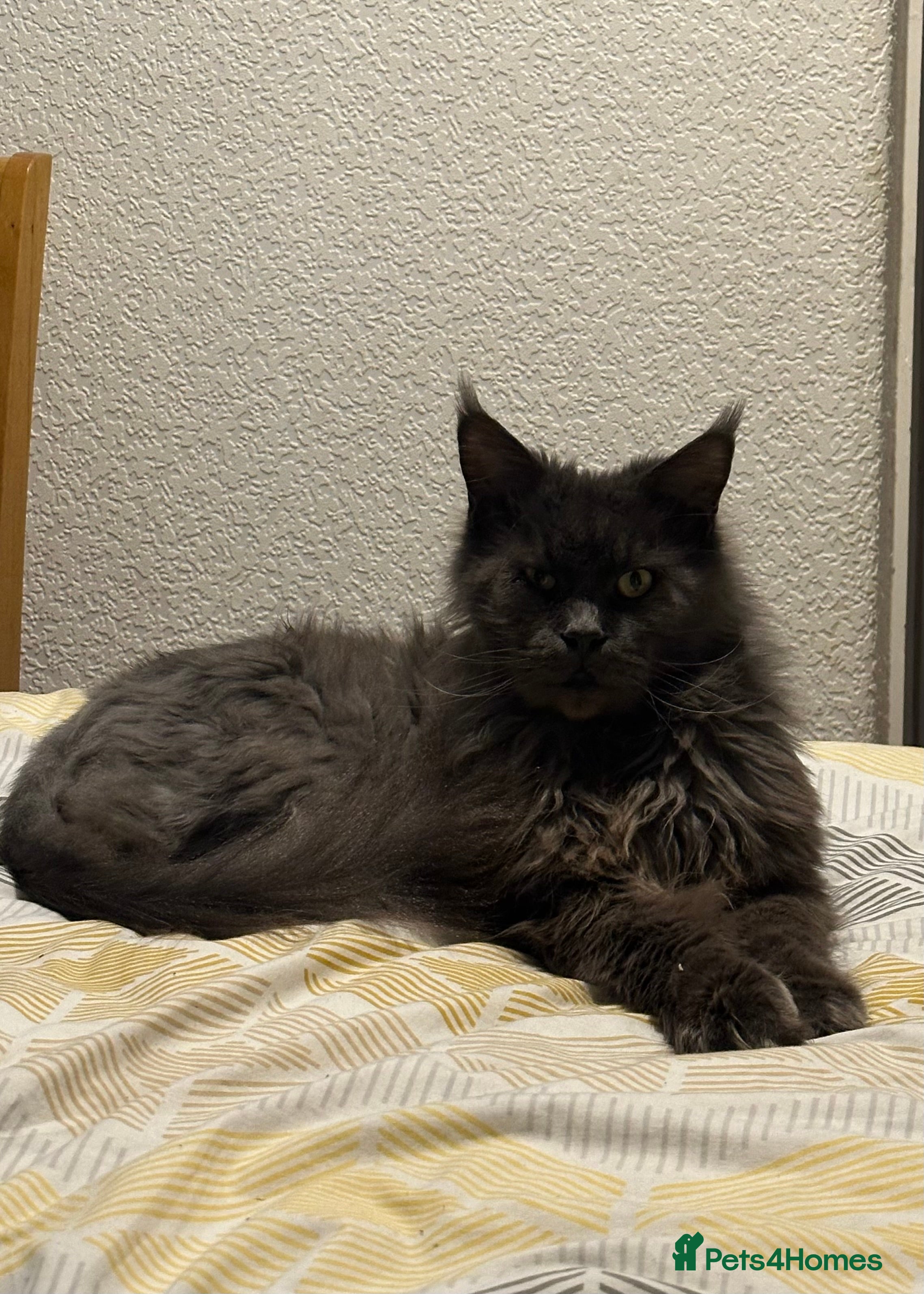 Maine Coon cats Maine cone cat  - Advert 1