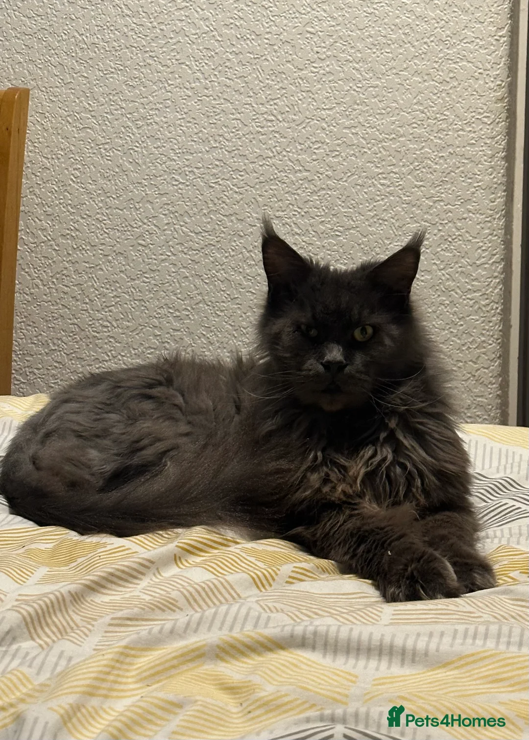 Maine Coon cats for sale: Maine cone cat  - Advert 1