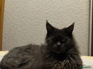 Maine Coon cats Maine cone cat - Advert 1